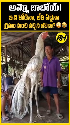 Oh my goodness! Is this a chicken, or some alien creature? 😳 #chicken #viral #hen