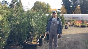 For Hedge Week: Thuja plicata ‘Virescens’ is one of the larger arborvitae but it’s still a much more manageable tree than Leyland cypress. This variety of red cedar has dark green foliage all year. | New Dungeness Nursery