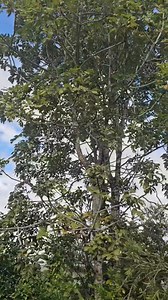 Birds are the BEST snake catchers.... if you hear this... check it out | Harrison's Gold Coast and Brisbane Snake Catcher