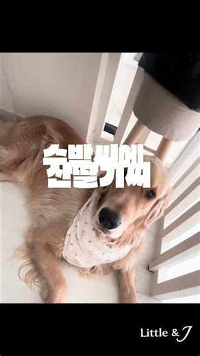 요옥~ 이란 건 말이다아 ㅋㅋㅋ 카메라 똑바로 노려보면서 찰지게 잔소리(?)하는 막내 리트리버 춘배