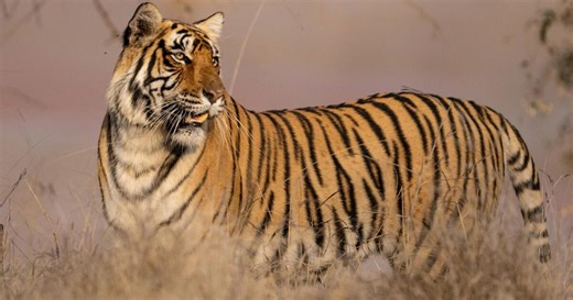 Poachers Return: How Trust Made India’s Tigers Vulnerable