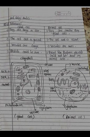 Cell Structure and Functions :- Class 8 NCERT Science Chapter 8 | NCERT Solutions | SERAPHIC CLASSES