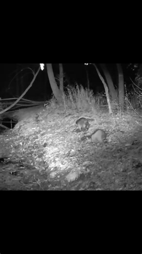 Director's Cut: Raccoon edition