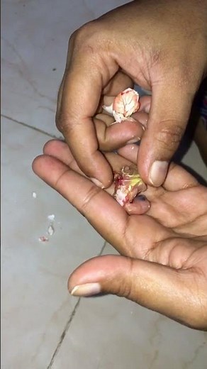 Helping eggs hatch cockatiel bird# To save the chick