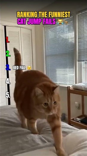 Ranking the Funniest Cat Jump Fails 😹🦘