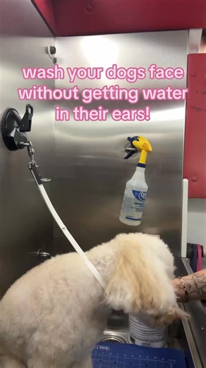 Use this technique when you wanna wash your dog at home without getting water in your dogs ears or nose. Make sure to pay attention to what I’m doing so you can see how to do it at home. If you have questions, put them in the comments! #dogbath #dogbathroutine #dogbathing #bnvivthepetstylist #vivtv_unplugged | Vivian Lee Thornton