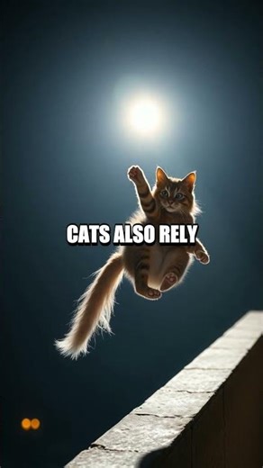 Whiskers as Cosmic Antennae The Hidden Senses that Shape a Cat