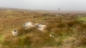 12.30 wind still over 90mph It’s -12 wind chill at The Tan Hill Inn the sheep have now moved and sat behide some rushes | North Yorkshire Weather Updates