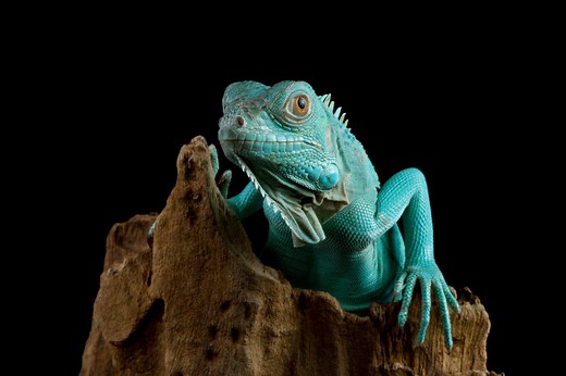How the Blue Iguana Was Saved from the Brink of Extinction