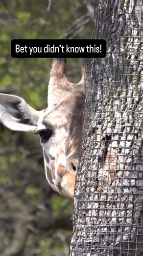Giraffes only need 5 to 30 minutes of sleep in a 24-hour period. 😳 They take quick naps that may last only a minute or two at a time. Giraffes can rest while standing, but they sometimes lie down with their head resting on their rump. #reticulatedgiraffe #giraffe #funfactfriday #mkezoo | Milwaukee County Zoo