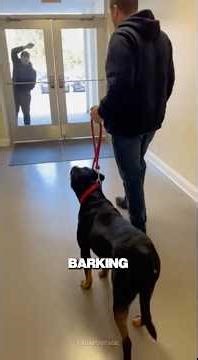 Everyone Thought the Dog Was the Problem…Until They Checked the Cameras #shorts