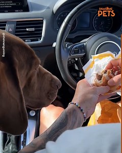 1.2M views · 10K reactions | She was so scared to even move... 凉 They got her a McDonald's to eat! | Pawsome Pets | Facebook