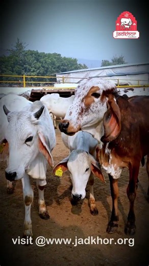 आज के गौमाता के दर्शन || शेयर करें एवं गौमाता की स्टोरी व स्टेटस अवश्य लगाएं | #savecows