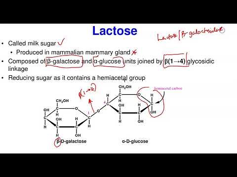 Disaccharides & Polysaccharides: Structure & Functions