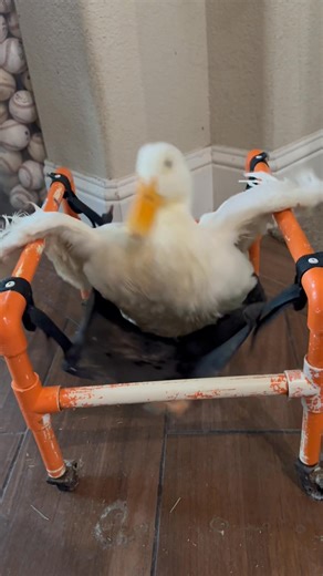 VICTORY DANCE!!! 💃🏼 Lizzie took a victory dance after winning the wheelchair race… here is the raw footage!!! #victorydance #wheelchairrace #lizzietheduck #balutsurvivor | Funky Chicken