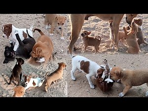 The sound of dogs and the sound of animals crying are so beautiful