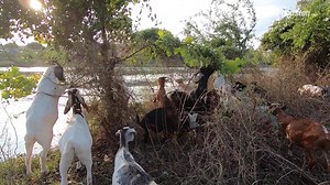 The goats are so cute at the Houston Arboretum and Nature Center. Learn more --> https://bit.ly/3hzxeSK | KPRC2 / Click2Houston
