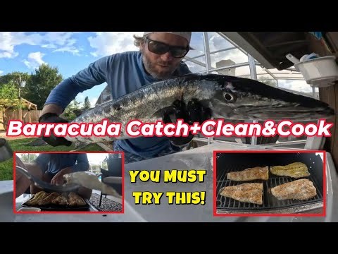 🎣 Barracuda: Catch, Clean, & Cook - Why You Should Be Eating This Delicious Fish!