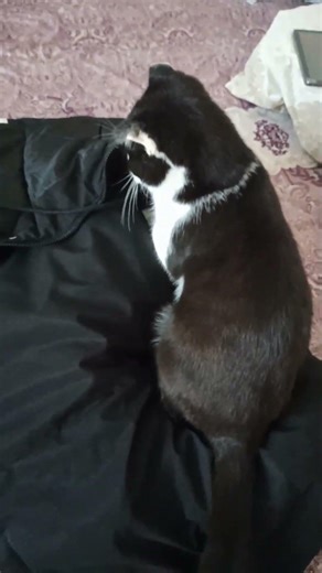 Cat was picking at the owner's jacket and wanted to steal money
