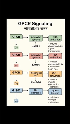 GPCR signalling # lifescience