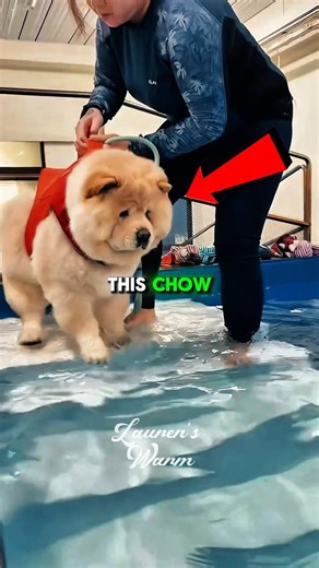 Gentle Swim Training for a Chow Chow 🐾