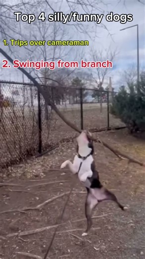 Top 4 silly/funny dogs