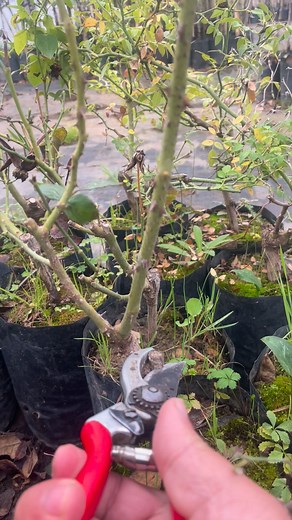 162K views · 698 reactions | Roses pruning | Garden Roses Tahiri | Facebook