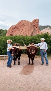 We had the opportunity to share what an evening at the iconic Flying W Chuckwagon Dinner Show looks like on the @visitcos platform 🤠 From animals and activities in the beautiful western grounds to a hearty Colorado Cowboy Chuckwagon Dinner and riveting western performance by the famous Flying W Wranglers, there is plenty for everyone to enjoy and you will leave with a memory to last a lifetime! #colorado #coloradosprings #flyingwranch #visitcos #VCOS #visitcolorado #tourcolorado #dinnershow #ch