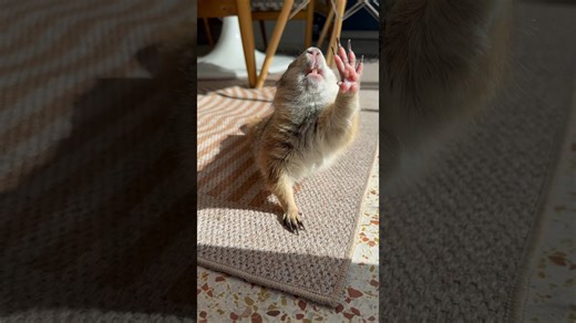Poppy’s Morning Yoga Routine: Perfect Form and Toe Beans
