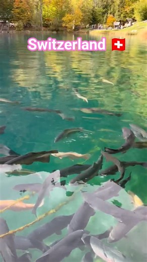 Why is Switzerland so beautiful? #switzerland #fish #lake