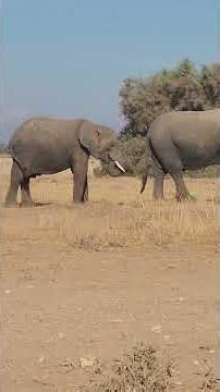Watch a majestic elephant herd migrating across the dry African savanna. #wildlife