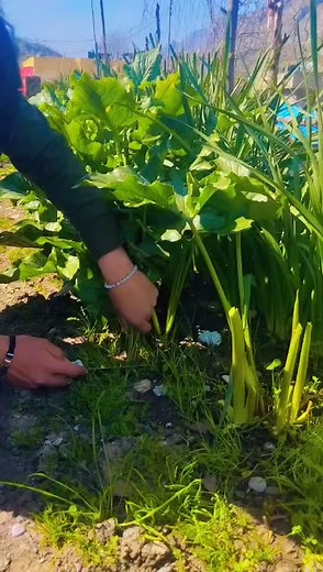 Harvesting Fresh Leafy Vegetables from the Garden