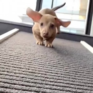 10K reactions · 3.1K shares | The #1 Vet-Recommended way to protect...