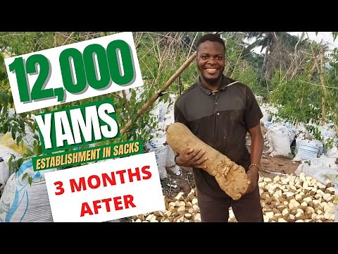 COMMERCIAL YAM FARMING IN SACKS/ Step by step process how to plant yam in bags/ 12,000 yams in sack