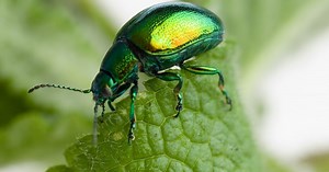 Mint leaf beetle