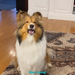 66K views · 2.7K reactions | Cricket stole Biscuit's bread and now Daddy has to deal wtih the fallout! and in Part 2 of this Cricket Chronicles Classics Compilation Math and Biscuit just don't get along... but she's got a great way to solve her problem! | cricket.chronicles | Facebook