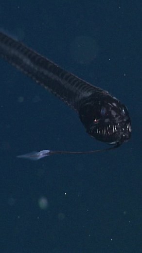 Head over to the MBARI YouTube channel to see more ultra-black fishes! #Fish #DeepSeaFish #RateMyFish #DeepOcean #OceanVideos #oceantok #MBARI #fyp