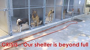 577K views · 1.6K reactions | Urgent – Free adoptions to save lives Our shelter is beyond maximum capacity, so we’re offering free adoptions through 7/14 to get them all into loving homes. This is our most impacted time of year as animals flood in from fireworks – please help spread the word to save a life! | Front Street Animal Shelter - City of Sacramento | Facebook