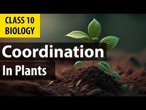 #controlandcoordination| phytohormones | cbse Biology | NCERT class 10 science chapter 7