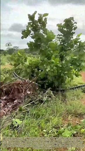 Chaining the Brush: Two Tractors, One Line, A Field Stripped Clean