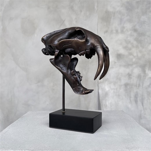 Bronze Saber-tooth Tiger Skull Fossil Replica: Paleontology Art Display, Decorative Pieces - BR308 - Etsy Australia