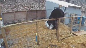 Bears attack pig pen, chicken coop in 2 separate incidents Thursday night
