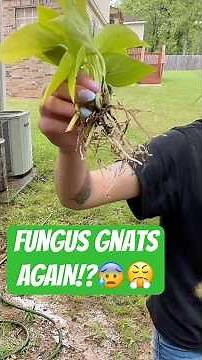 How I Get Rid of Fungus Gnats (Starting From Scratch) #plantcaretips