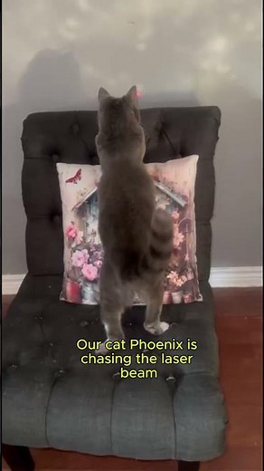 Phoenix vs The Laser Beam – The Funniest Cat Chase Ever! 🔴🐾