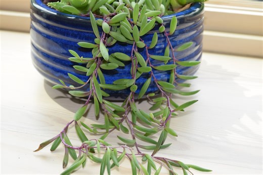 Ask the Master Gardener: Propagate that Ruby Necklace and share it with friends