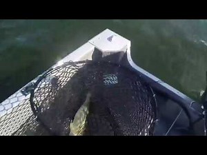 Cass Lake, Bemidji, MN Walleye Fishing, 9-21-2017, Walleyecentral.com Get Together!!!