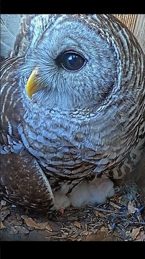 Barred Owlets Poke Their Heads Out From Under Mom In Indiana After Hatch