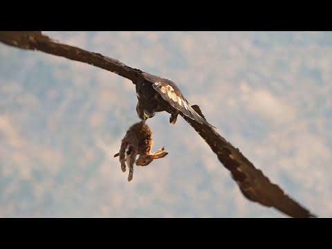Most epic Eagle hunting Rabbit attack moments