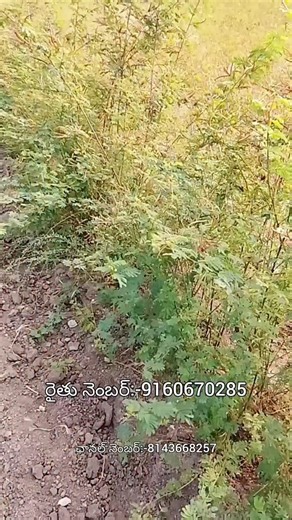 RK KANNA on Instagram: "హెడ్జ్ లుసార్న్ గడ్డి విత్తనాలు అమ్మబడును-hedge lucerne seeds for sale-hedge lucerne seeds in telugu"