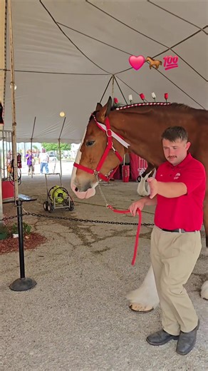 #clydesdales #budweiserclydesdales #budweiser #horsepower #horse